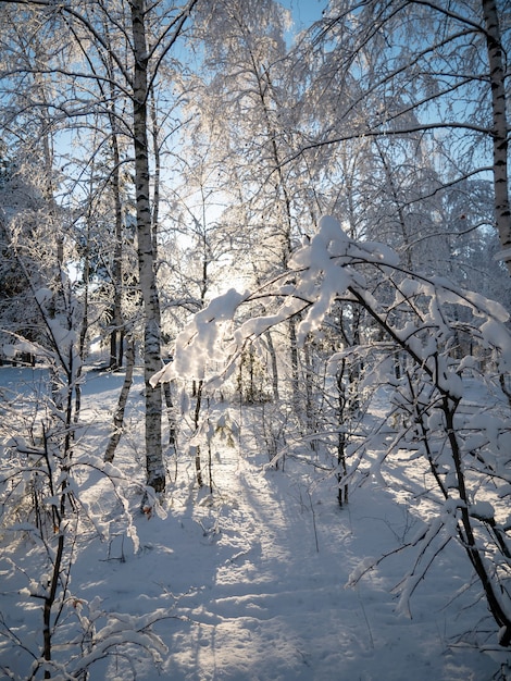 Kalter verschneiter Winter im Park schöner Sonnenuntergang