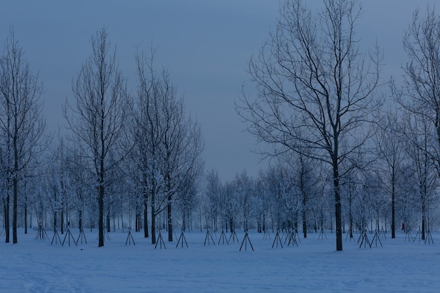 Kalter Winterabend im 300 Jahre Park in Sankt Petersburg, Russland.