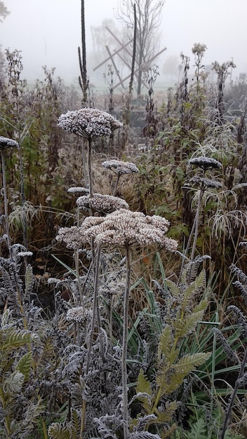 Kaltes Wildkraut im Winter