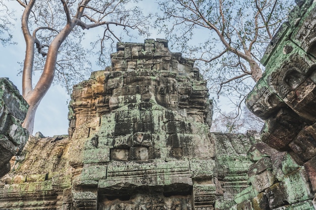 Kambodscha angkor wat ta prohm tempel tomb raider baumwurzeln ruinen angkor tempel ta prohm siem reap c ...