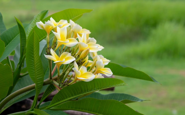 Kamboja-Blume Plumeria, eine Gattung von Blütenpflanzen in der Familie Apocynaceae, auch bekannt als Lei-Blumen und Frangipani