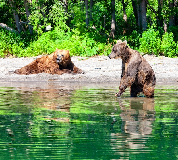 Kamchatka braun bear en el gran lago