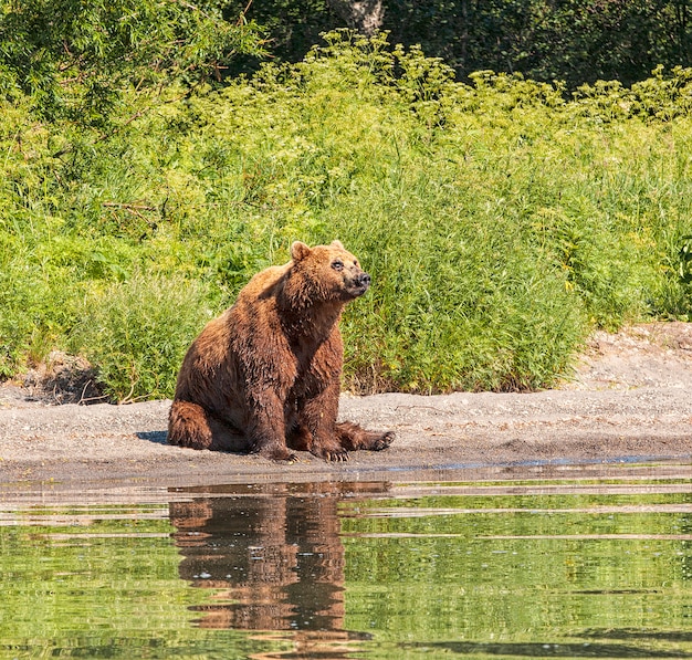 Kamchatka oso pardo en el lago