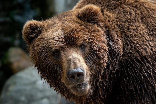 Kamchatka Oso pardo Ursus arctos beringianus Abrigo de piel marrón peligro y animal agresivo