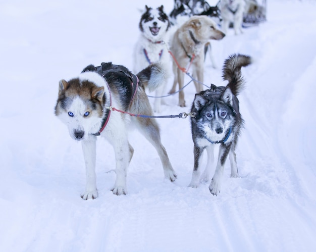 Kamchatka trineo tirado por huskies en