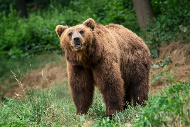 Kamchatka Urso marrom Ursus arctos beringianus Casaco de pele marrom perigo e animal agressivo