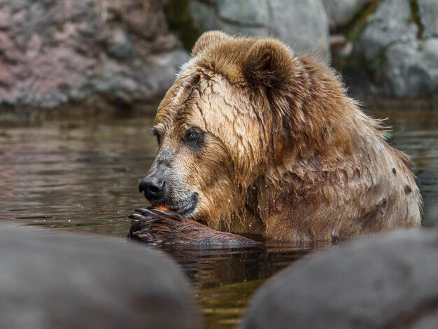 Kamchatka urso pardo