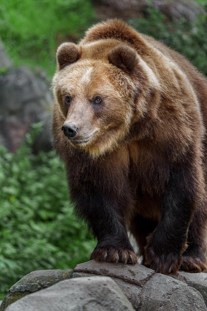 Kamchatka urso pardo