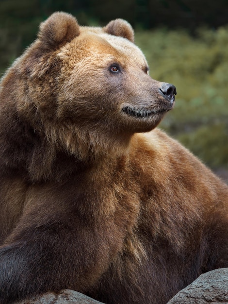 Kamchatka urso pardo