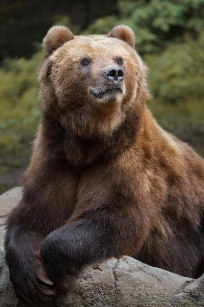 Kamchatka urso pardo