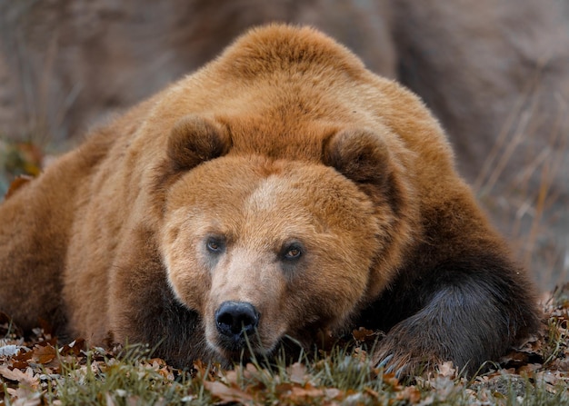 Kamchatka urso pardo