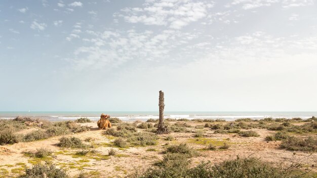 Kamel am Strand gegen den Himmel