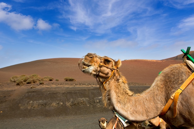 Kamel auf Lanzarote in den timanfaya Feuerbergen