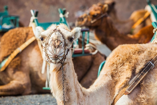 Kamel auf Lanzarote in Timanfaya