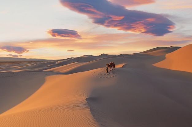 Kamel, das bei Sonnenaufgang durch die Sanddünen geht, Wüste Gobi Mongolei?