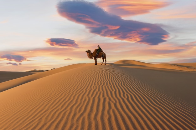 Kamel, das bei Sonnenaufgang durch die Sanddünen geht, Wüste Gobi Mongolei?