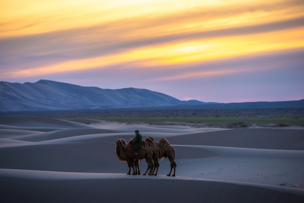 Kamel, das die Sanddünen auf Sonnenaufgang, Gobi-Wüste Mongolei durchläuft.