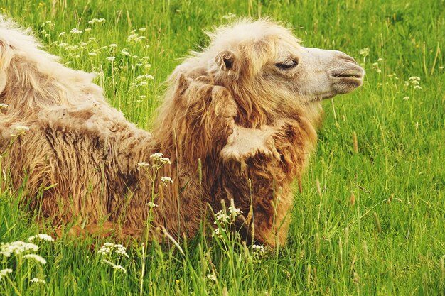 Kamel, das Lebensmittel mit dem offenen Mund liegt auf grünem Gras kaut