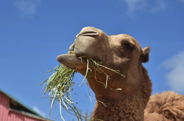 Kamel frisst eine Handvoll Heu auf einer Farm