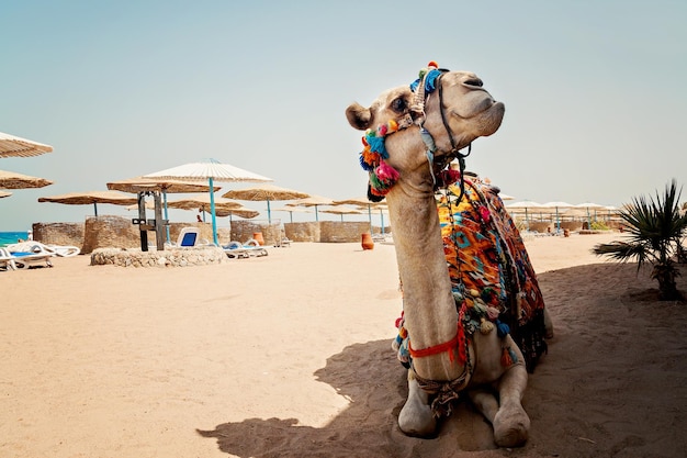 Kamel für Touristenausflüge ist im Sand am Strand in Ägypten