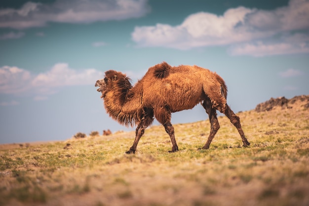 Kamel geht durch die Sanddünen bei Sonnenaufgang