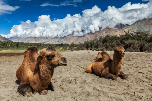 Kamel im Nubra-Tal, Ladakh