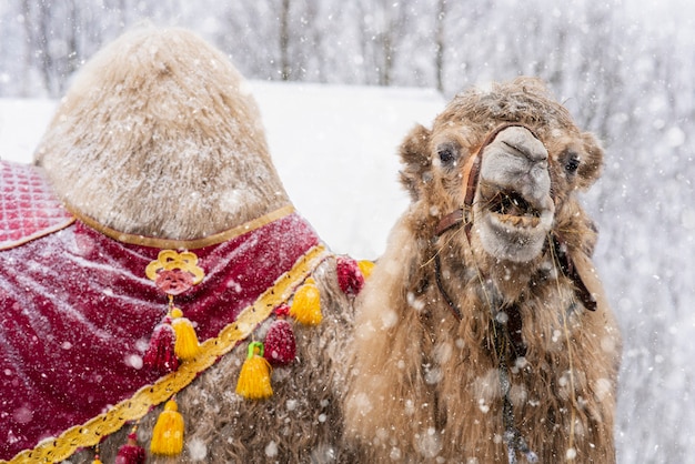 Kamel im Schnee im Geschirr. Nahaufnahmefoto des Kamelgesichtes