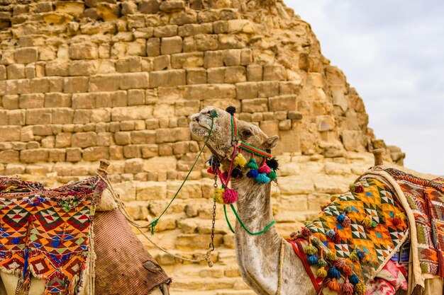 Kamel in der Nähe der großen Pyramiden in Gizeh, Ägypten