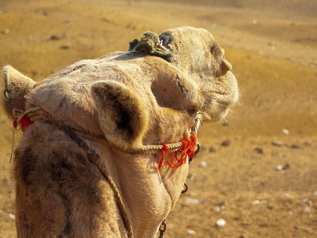 Foto kamel in der wüste von ägypten