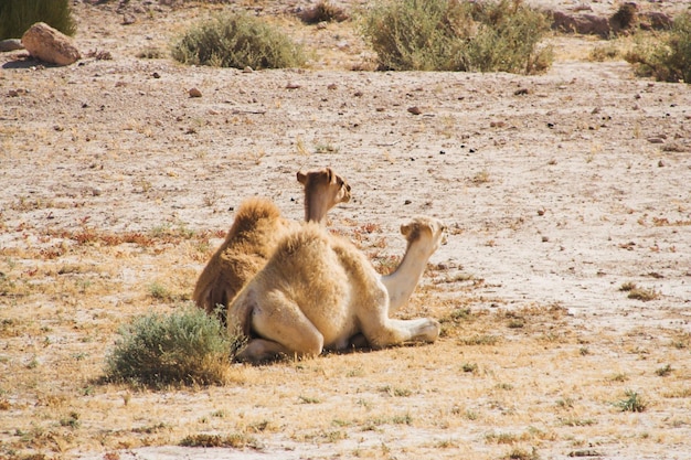 Foto kamel in der wüste