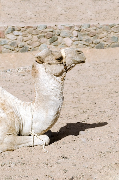 Kamel liegt im Sand.