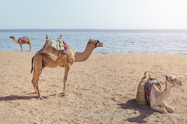 Kamel liegt im Sand.