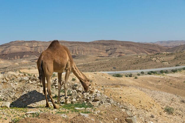 Kamel und die Straße in der Wüste Negev, Israel