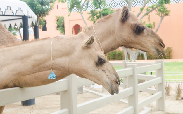 Kamelbauernhof in der Dubai-Wüste, UAE