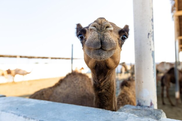 Kamele auf der Kamelfarm in Manama, Bahrain