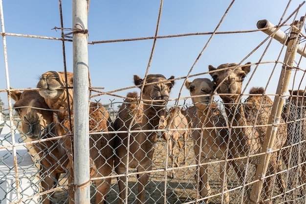 Foto kamele auf der kamelfarm in manama, bahrain