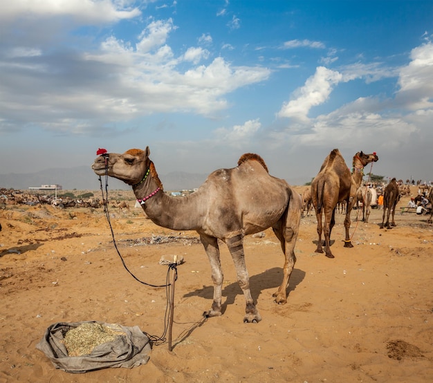 Kamele auf der Pushkar Mela Pushkar Camel Fair India