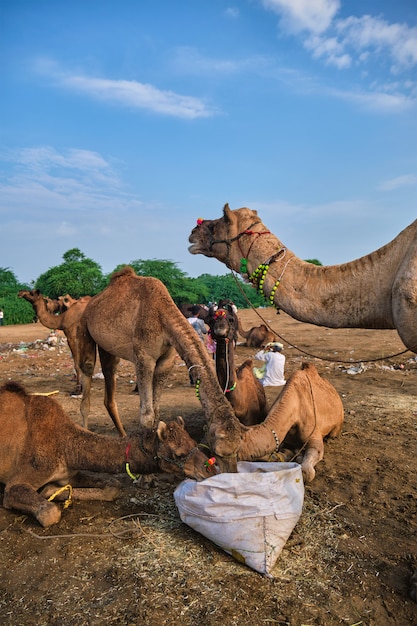 Kamele auf der Pushkar Mela Pushkar Kamelmesse, Indien