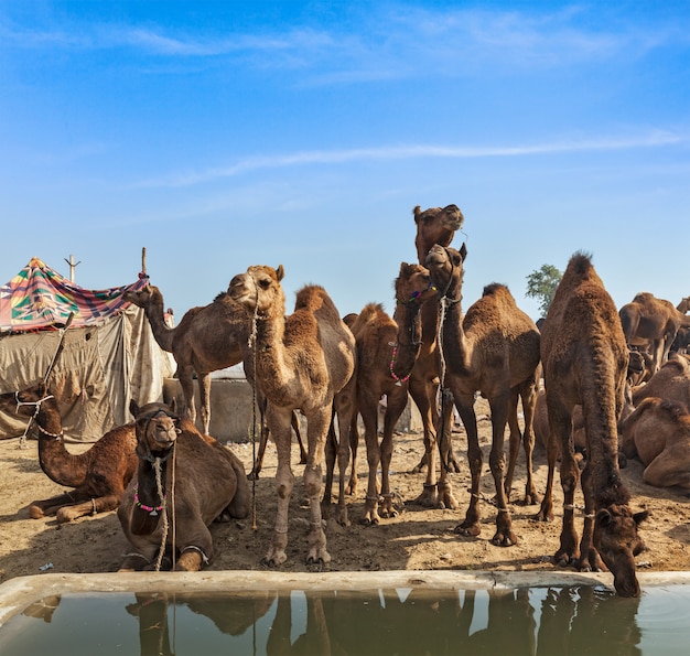 Kamele bei Pushkar Mela (Pushkar Camel Fair), Indien