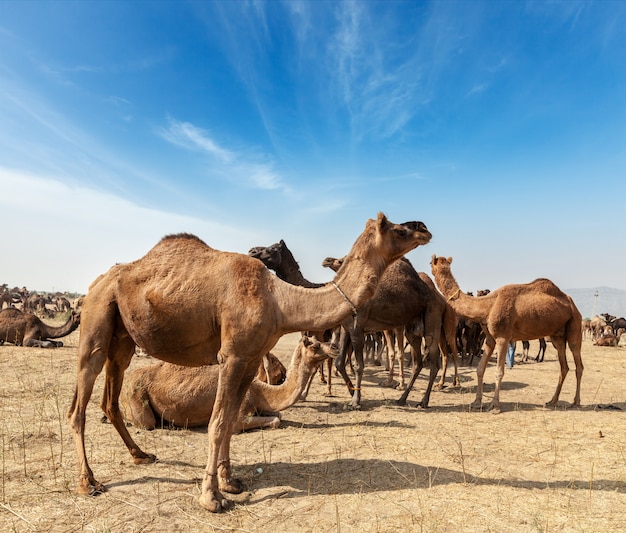 Kamele bei Pushkar Mela (Pushkar Camel Fair), Indien