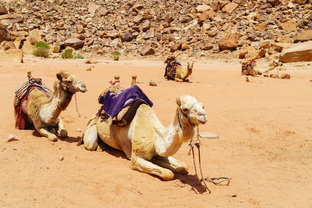 Kamele, die mit bunten Sattelmänteln geschmückt sind, ruhen in der Wüste Wadi Rum Jordan Outdoors Adventure Travel Concept