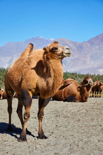 Kamele im Nubra-Tal, Ladakh