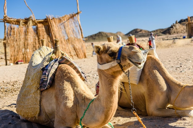 Kamele in der arabischen Wüste nicht weit von der Stadt Hurghada Ägypten