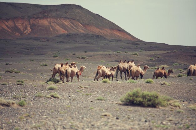 Kamele in der Mongolei