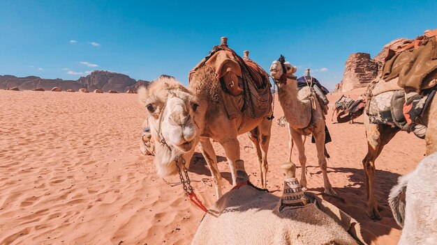 Kamele in der Wüste im Wadi Rum