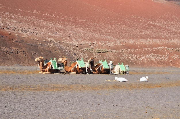 Kamele in der Wüste von Lanzarote Kanarische Inseln Spanien