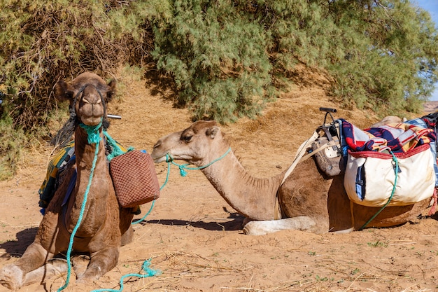 Kamele liegen in der Sahara, Marokko