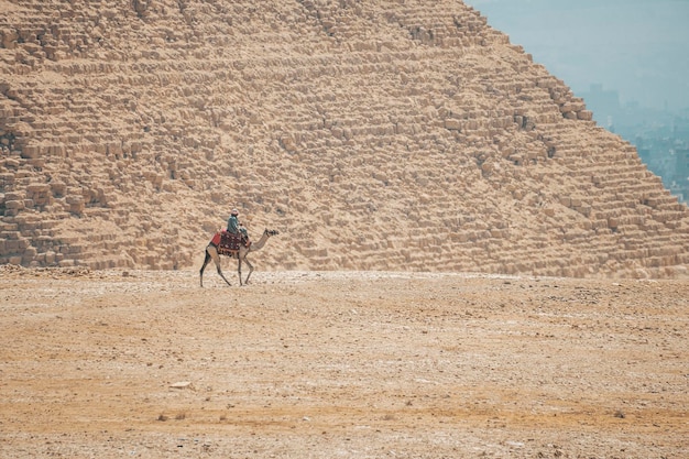 Kamele mit einheimischen Beduinen wandern durch die Wüste in der Nähe der Großen Pyramide von Cheops in Gizeh in der Nähe von Kairo, Ägypten