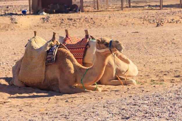 Kamele mit traditionellem Beduinensattel in der arabischen Wüste Ägyptens