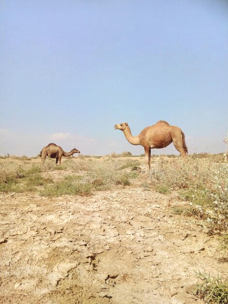 Foto kamele stehen auf dem feld vor klarem himmel